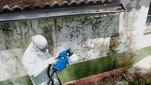 Top rated local Mold Testing specialists in Rowlett, TX